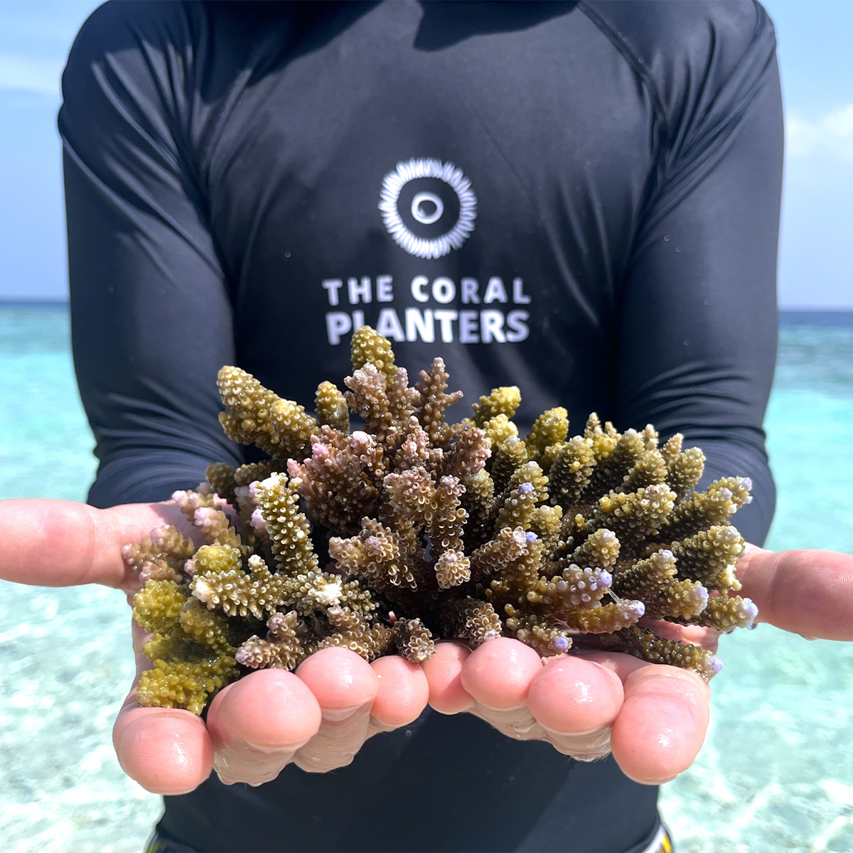 Don à l'association The Coral Planters