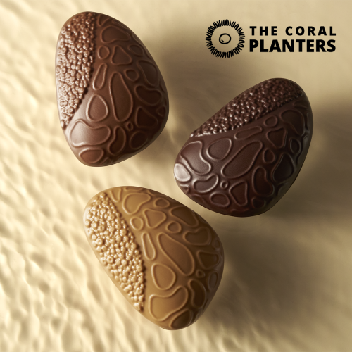 Adoption d'un Corail & Récif Chocolat au Lait