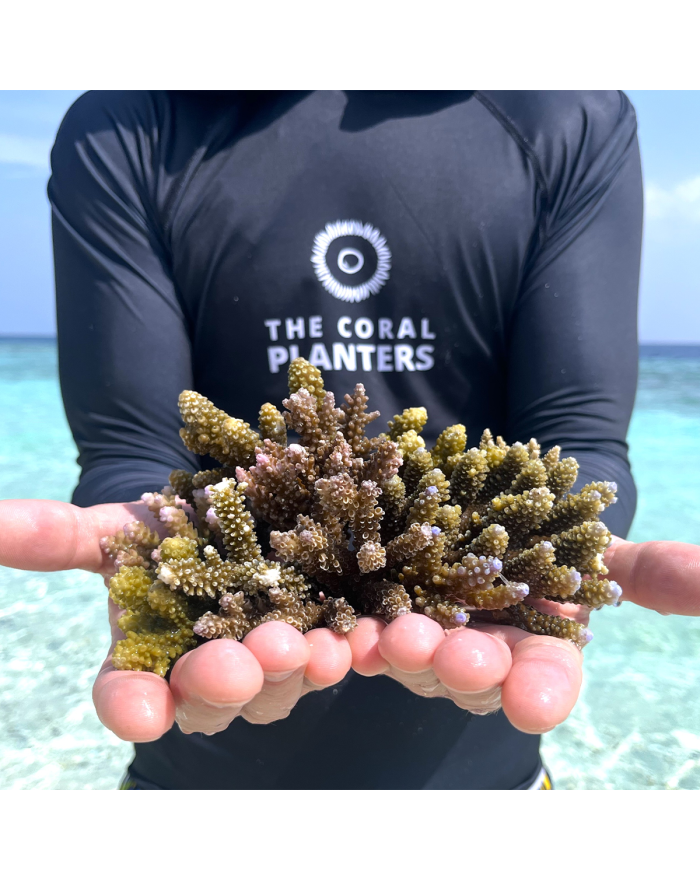 Adoption d'un Corail & Récif Chocolat au Lait, Praliné Amande