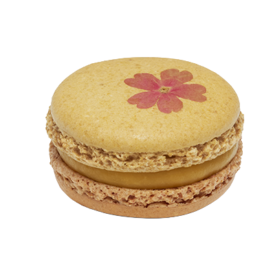 Solento Fleur séchée 