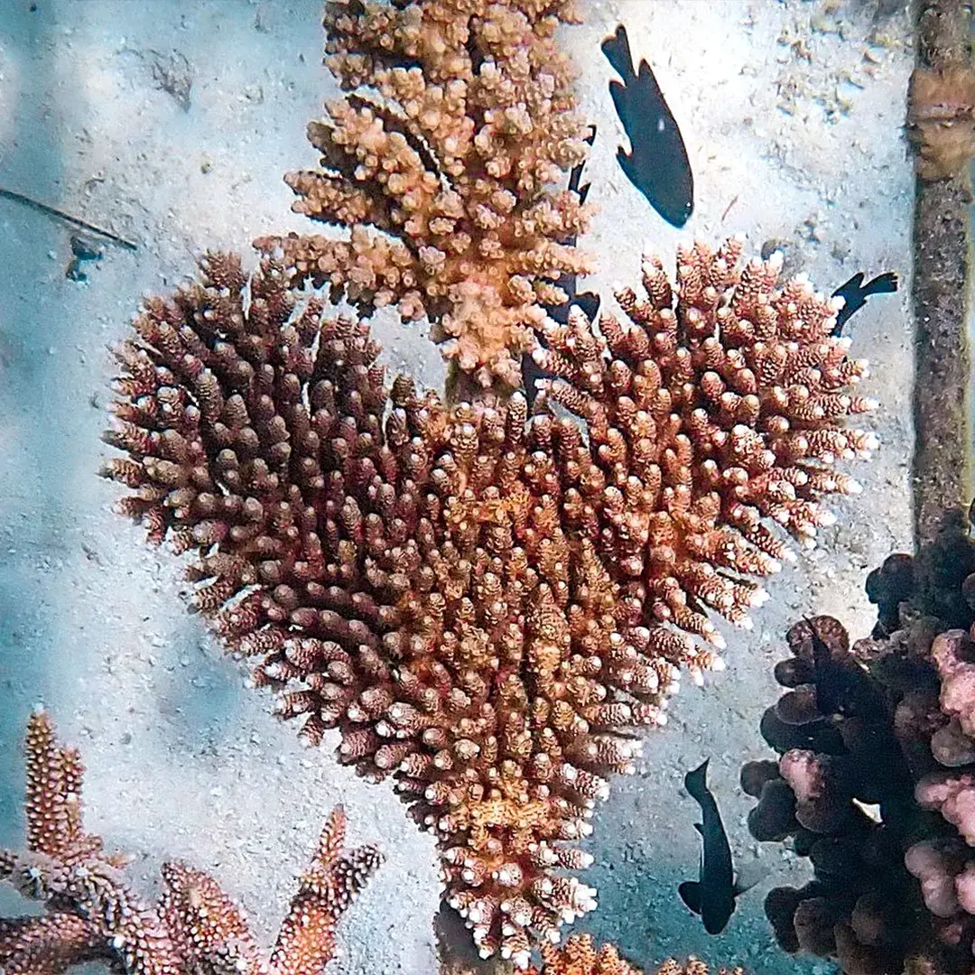 The Coral Planters